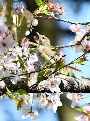 オノヤ 宮城野リフォームショールーム ブログ「練習中」