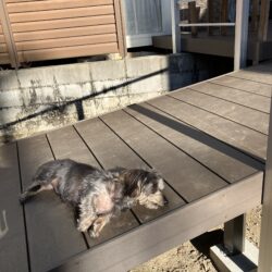 オノヤ 仙台南リフォームショールーム ブログ「ワンちゃんの日向ぼっこ」