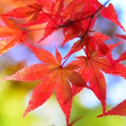 オノヤ 宇都宮宝木リフォームショールーム ブログ「秋を感じる気温！」