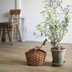 オノヤ 宇都宮宝木リフォームショールーム ブログ「華やかな植栽」