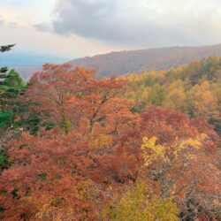 オノヤ 宇都宮宝木リフォームショールーム ブログ「紅葉シーズン」