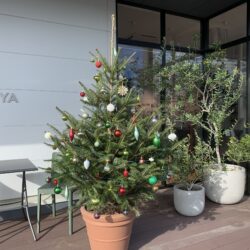 オノヤ 宇都宮宝木リフォームショールーム ブログ「本物のクリスマスツリー☆」