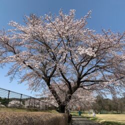 オノヤ 宇都宮宝木リフォームショールーム ブログ「桜」