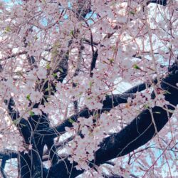 オノヤ 宇都宮宝木リフォームショールーム ブログ「春を感じる」