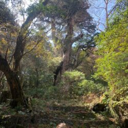 オノヤ 宇都宮宝木リフォームショールーム ブログ「樹齢1000年を超える、屋久杉　～ﾘﾌｫｰﾑｱﾄﾞﾊﾞｲｻﾞｰの旅～宇都宮から鹿児島を旅する～」