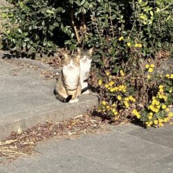 オノヤ 宇都宮宝木リフォームショールーム ブログ「宇都宮市　LDK工事」